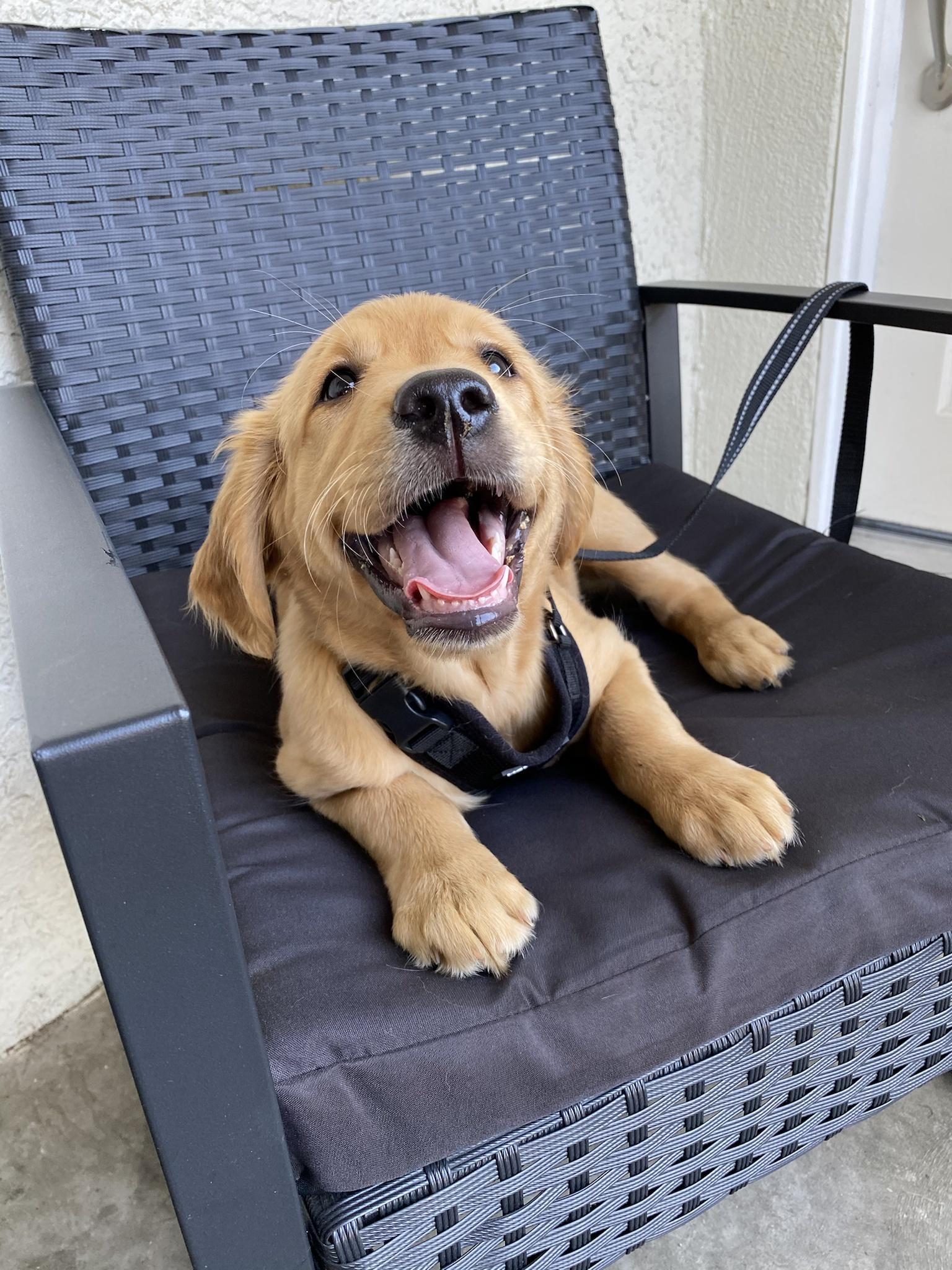 an image of a golden retriever sitting in a chair